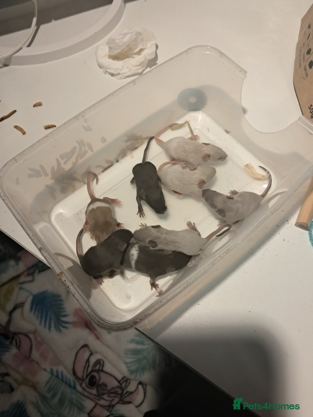 Mouse rodents for sale: Fancy mouse pups - Advert 1