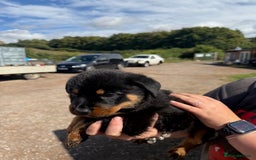 Rottweiler dogs for sale: beautiful pedigree rottweilers  - Image 16