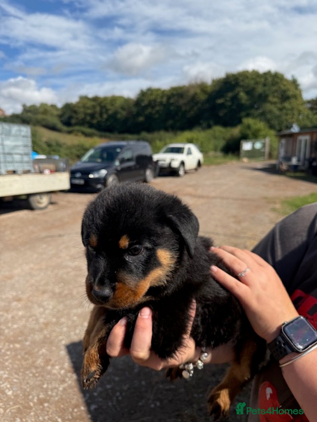 Rottweiler dogs for sale: beautiful pedigree rottweilers  - Image 16