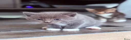Mixed Breed cats for sale: Beautiful kittens available - Advert 21