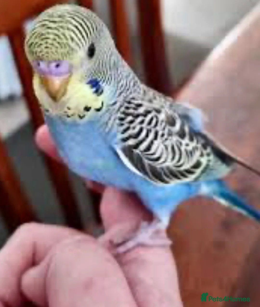 Conures birds for sale: Silly tame hand reared budgie baby  - Advert 1