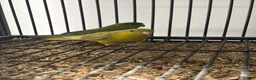Mixed Breed birds for sale: Various Stunning Birds Available  - Advert 6