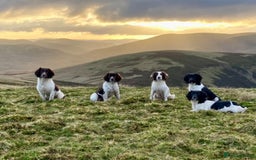 English Springer Spaniel dogs for sale: English Springer Spaniel Pups  - Image 25