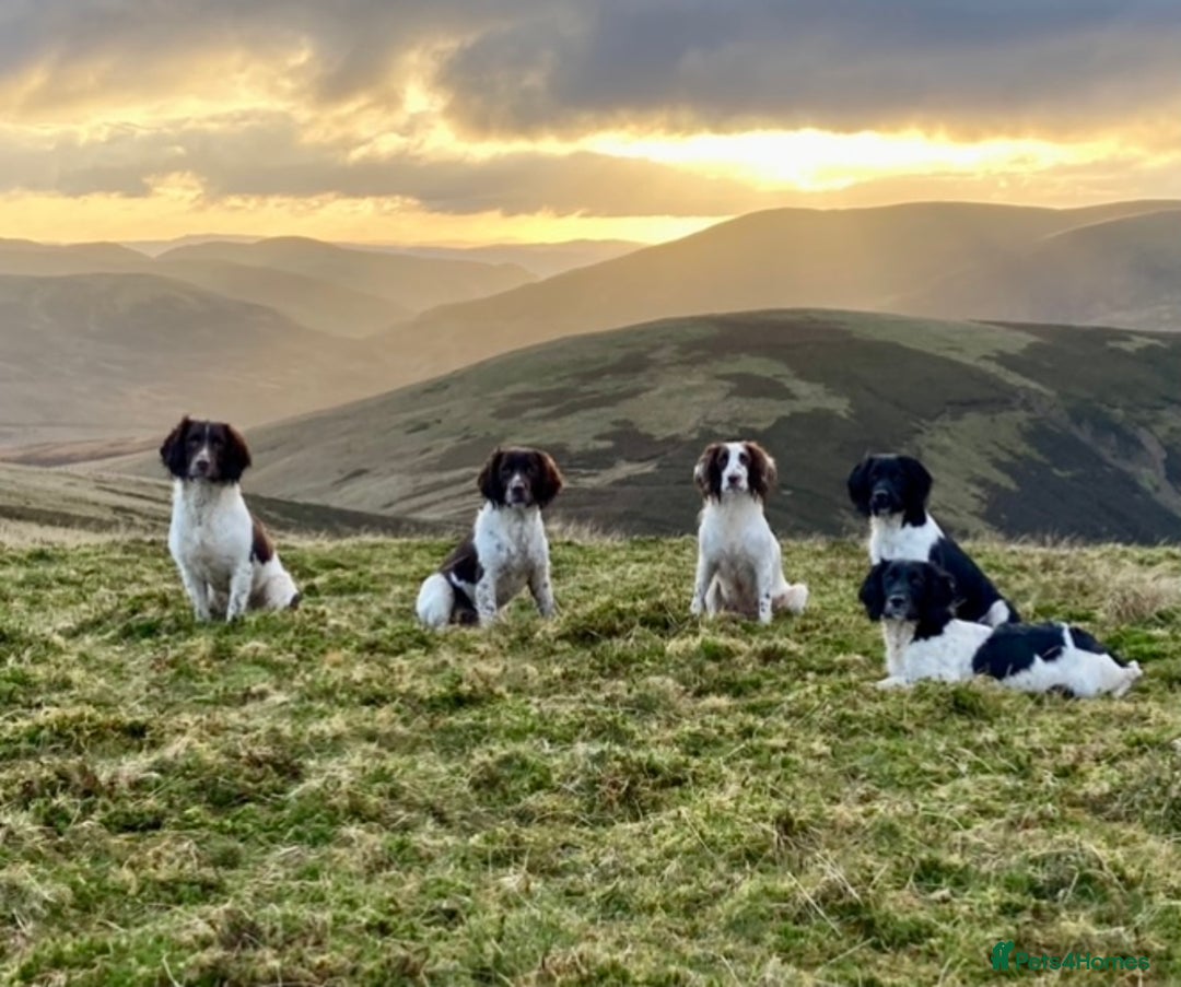 English Springer Spaniel dogs for sale: English Springer Spaniel Pups  - Image 25