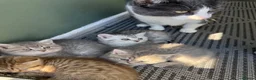 British Shorthair cats for sale: Last 2 kitten available  - Advert 14