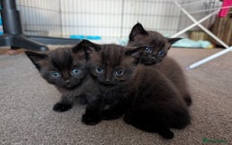 Domestic Shorthair cats for sale: Dark coat Kittens w \ stunning blue eyes   - Image 1