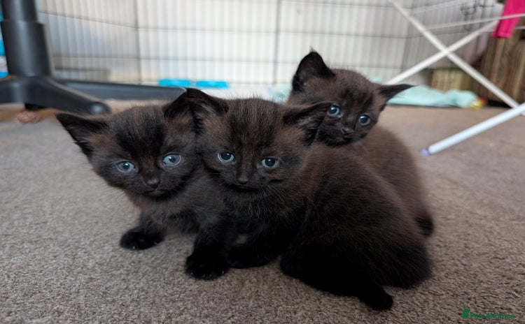 Domestic Shorthair cats - Advert 2