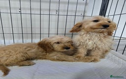 Cockapoo dogs for sale: Cockerpoos - Image 2