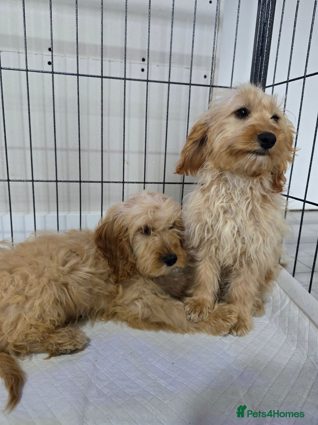 Cockapoo dogs for sale: Cockerpoos - Image 2