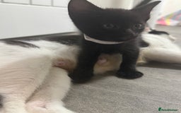 Domestic Shorthair cats for sale: Gorgeous baby kittens  - Image 3