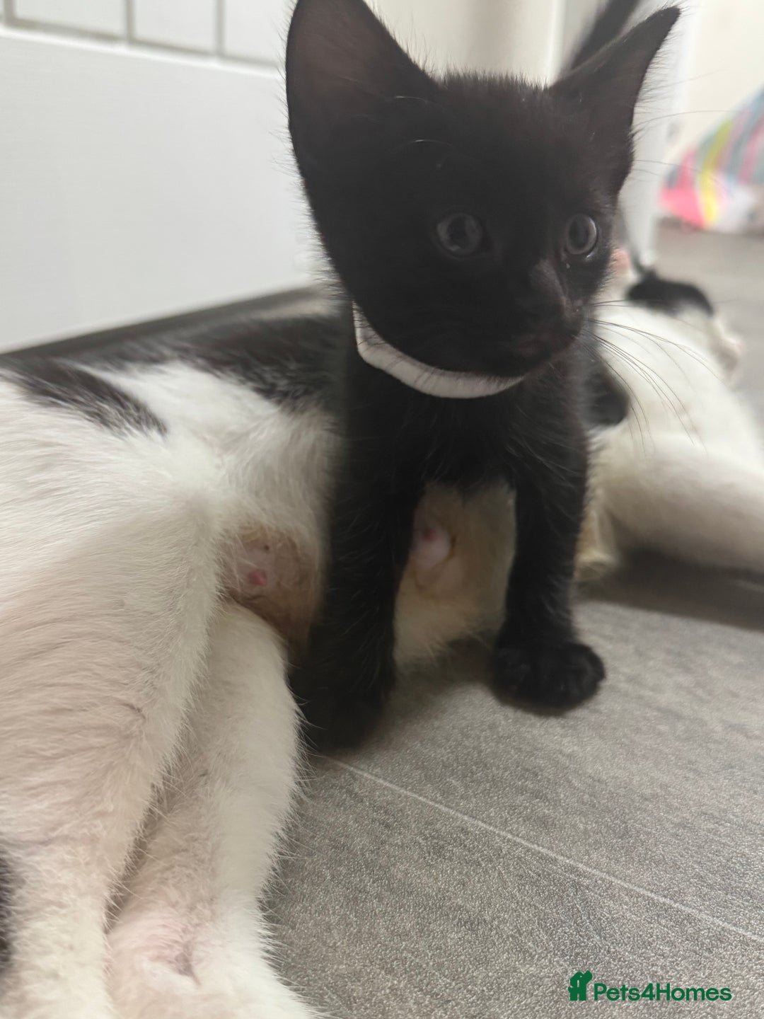 Domestic Shorthair cats for sale: Gorgeous baby kittens  - Image 3