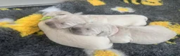 Golden Retriever dogs for sale: 1 little boy available  - Advert 3