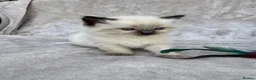 Ragdoll cats for sale: 🏆gccf(GRCH mum)male ragdoll kitten  🥇🐾 - Advert 20