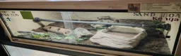 Boa Snake reptiles for sale: Kenyan sand boa with full setup  - Advert 1