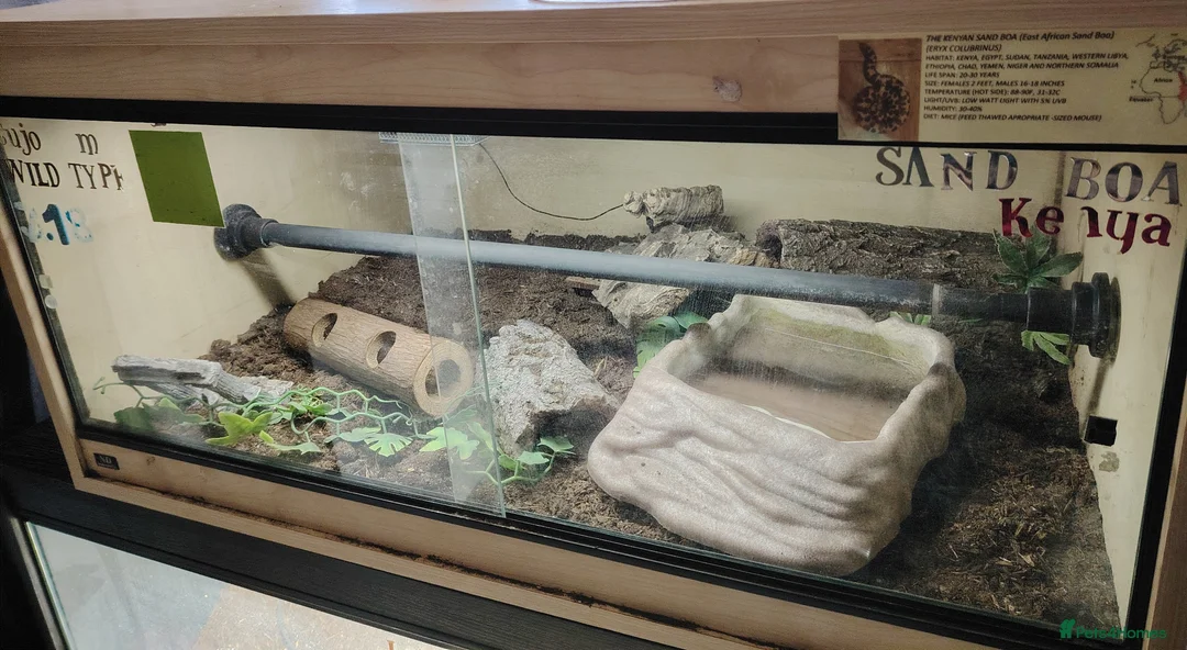 Boa Snake reptiles for sale: Kenyan sand boa with full setup  - Advert 1