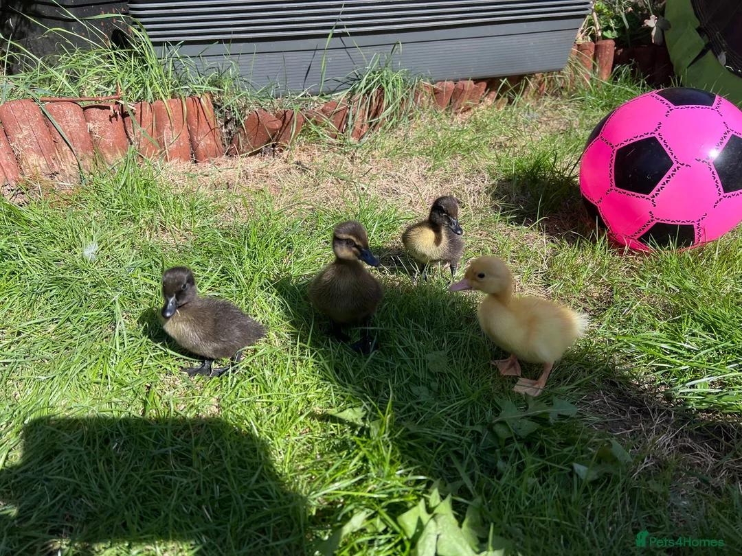Ducks poultry for sale: Mixed breed ducklings - Advert 5