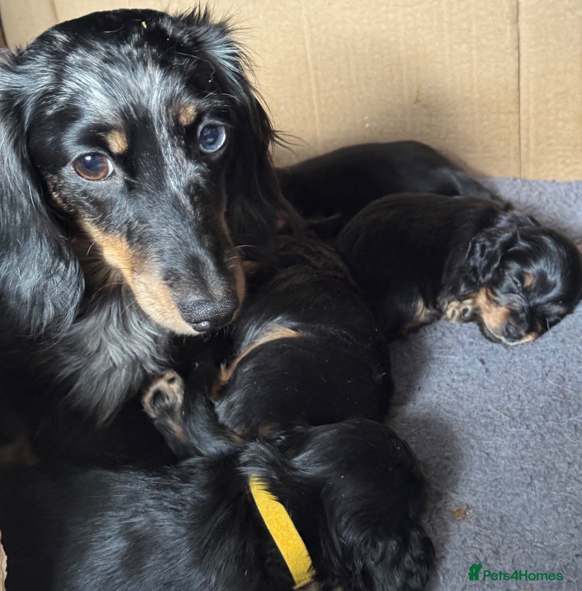 Miniature Dachshund dogs **Mini Dachshunds KC Long Haired** - Advert 3