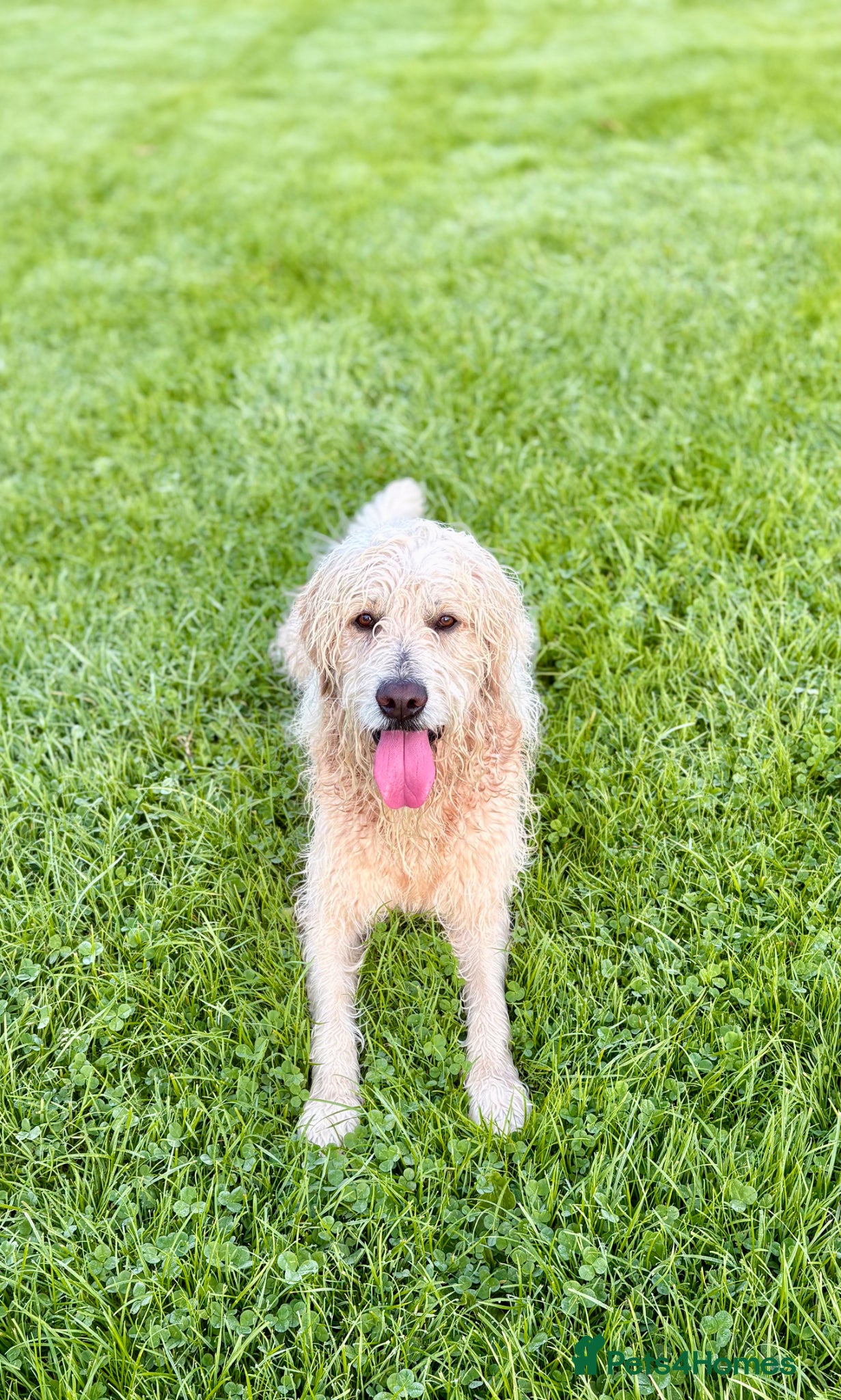 Goldendoodle dogs Proven F1 Goldendoodle for Stud - Advert 3