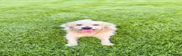 Goldendoodle dogs for stud: Proven F1 Goldendoodle for Stud in Penzance - Advert 1