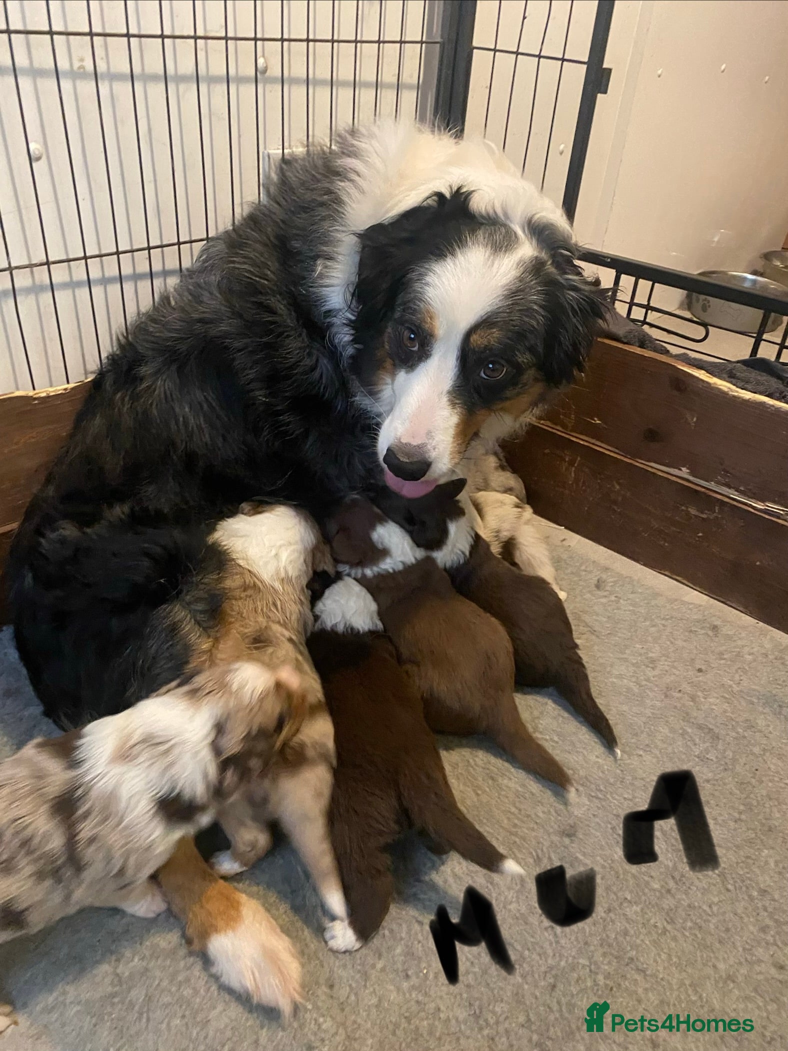 Border Collie dogs border collie puppies - Advert 12