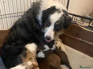 Border Collie dogs border collie puppies - Advert 15