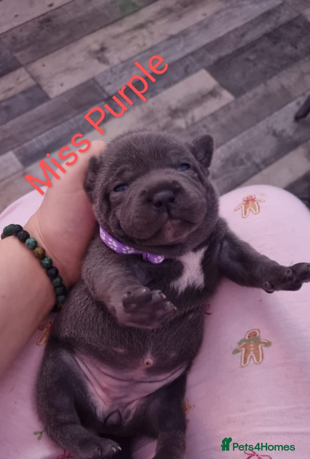 Staffordshire Bull Terrier dogs for sale: Beautifull blue staff puppies for sale  - Advert 8