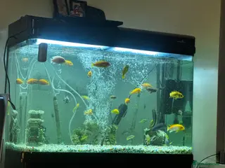 Cichlids fish Mbuna cichlids - Advert 8