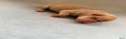 Shar Pei dogs for sale: Sharpei Puppies for sale  - Advert 13