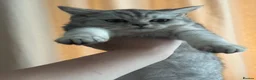 British Shorthair cats for sale: Beautiful British Shorthair - Looking for a home in Canterbury - Advert 6