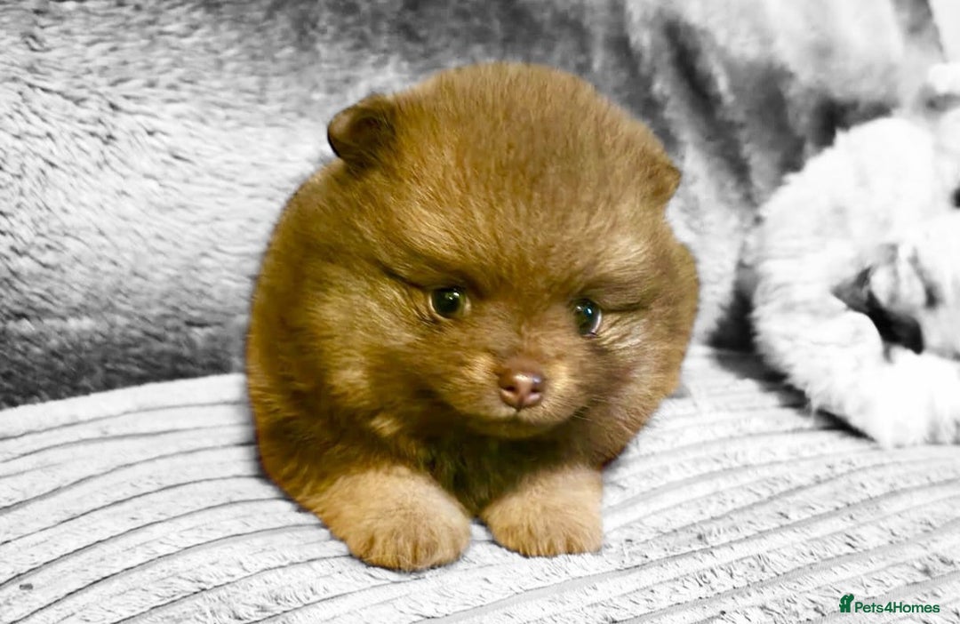 Pomeranian dogs for sale: Rare miniature Teddy face pomeranian puppies  - Image 7