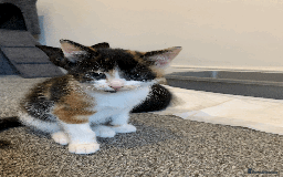 Mixed Breed cats for sale: gorgeous kittens male and female  - Image 11