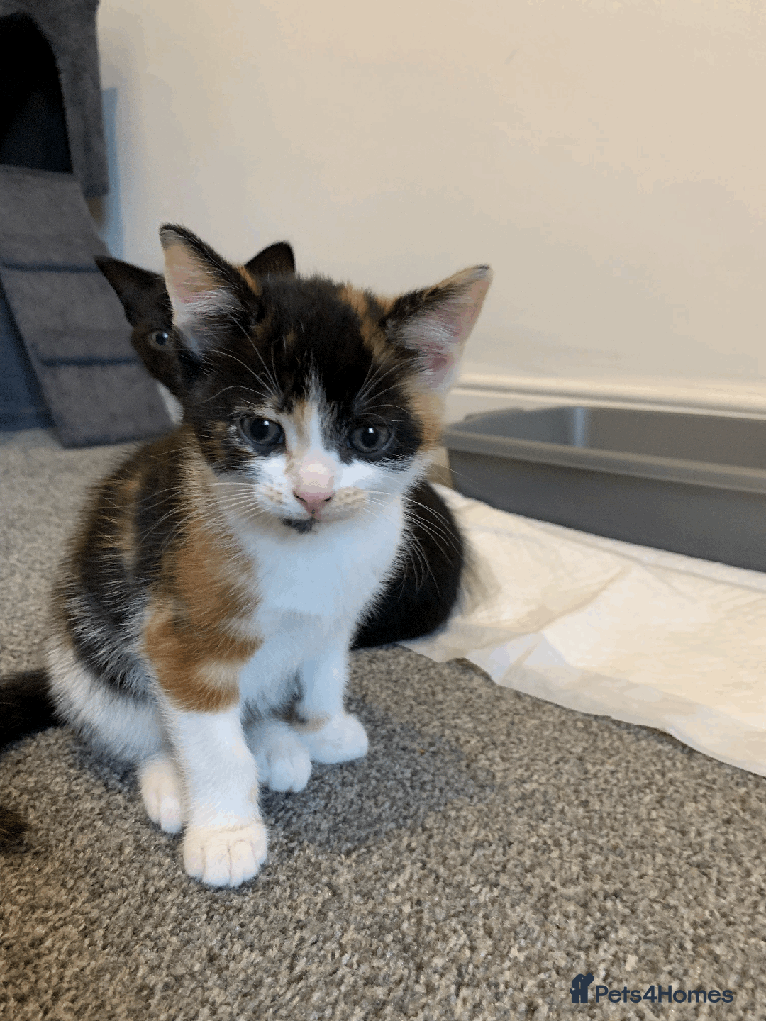Mixed Breed cats for sale: gorgeous kittens male and female  - Image 11