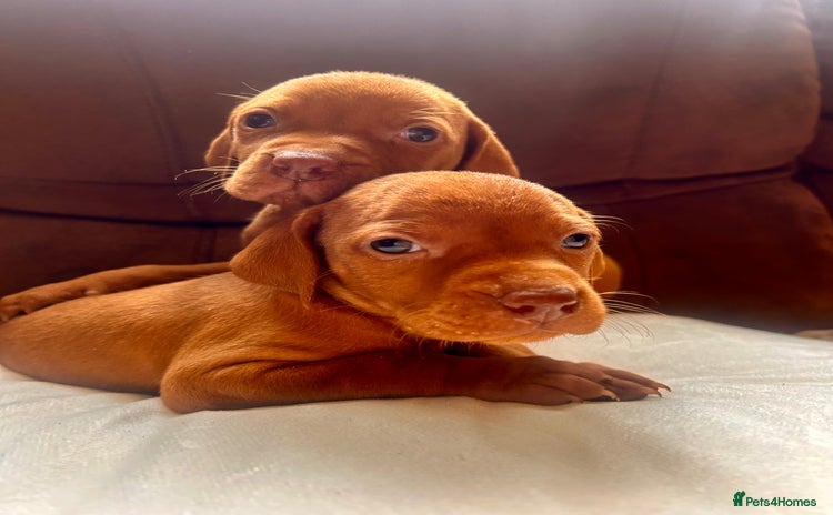 Hungarian Vizsla dogs - Advert 2