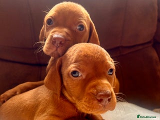 Hungarian Vizsla dogs - Advert 3