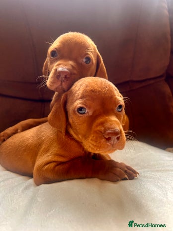 Hungarian Vizsla dogs - Advert 2