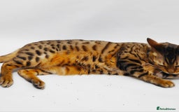 Bengal cats for sale: 😺 Rehoming TICA Bengal Cats Ready for New Home 🏡 - Image 6