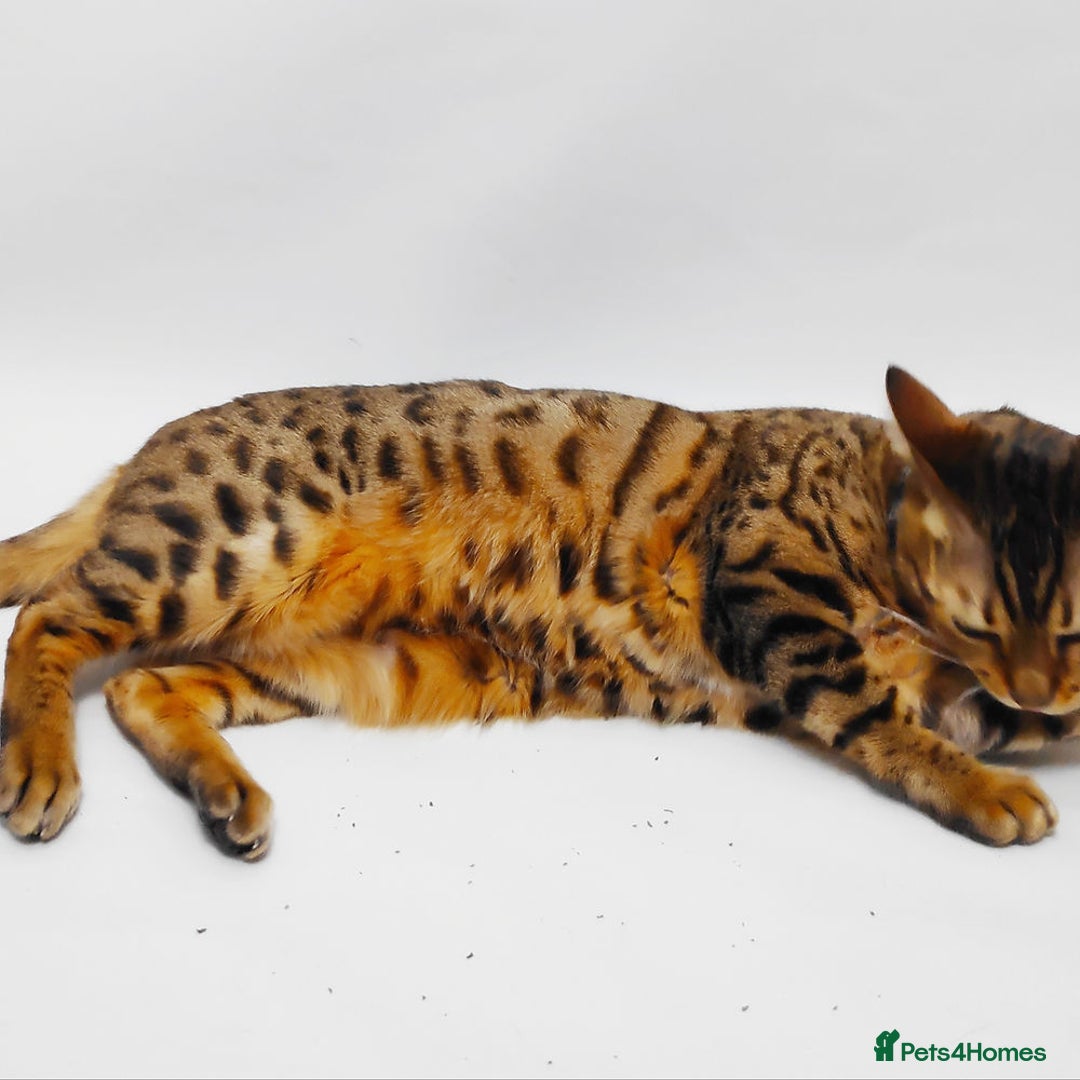 Bengal cats for sale: 😺 Rehoming TICA Bengal Cats Ready for New Home 🏡 - Image 6