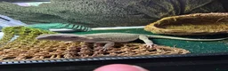 Bearded Dragon reptiles for sale: Zero Morph (RARE) Bearded Dragon in Ossett - Advert 2