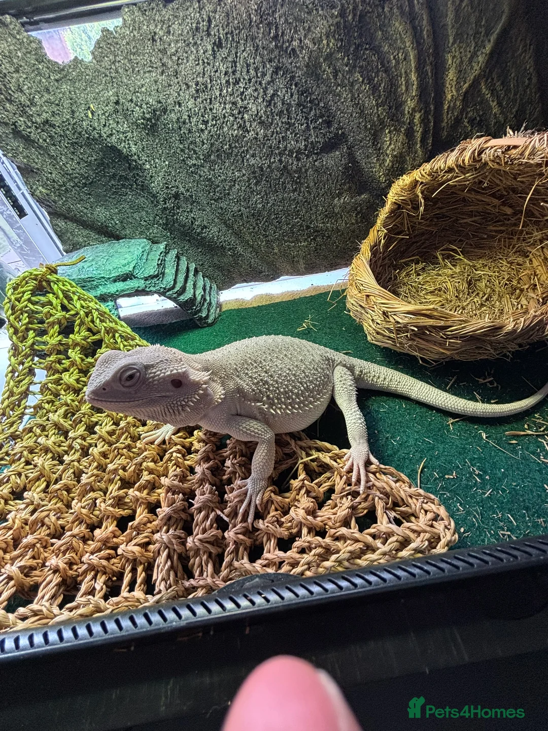 Bearded Dragon reptiles for sale: Zero Morph (RARE) Bearded Dragon in Ossett - Advert 2