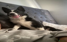 Border Collie dogs for sale: Border collie named Harley - Image 5