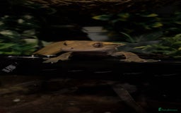 Gecko reptiles for sale: Created gecko  - Image 3
