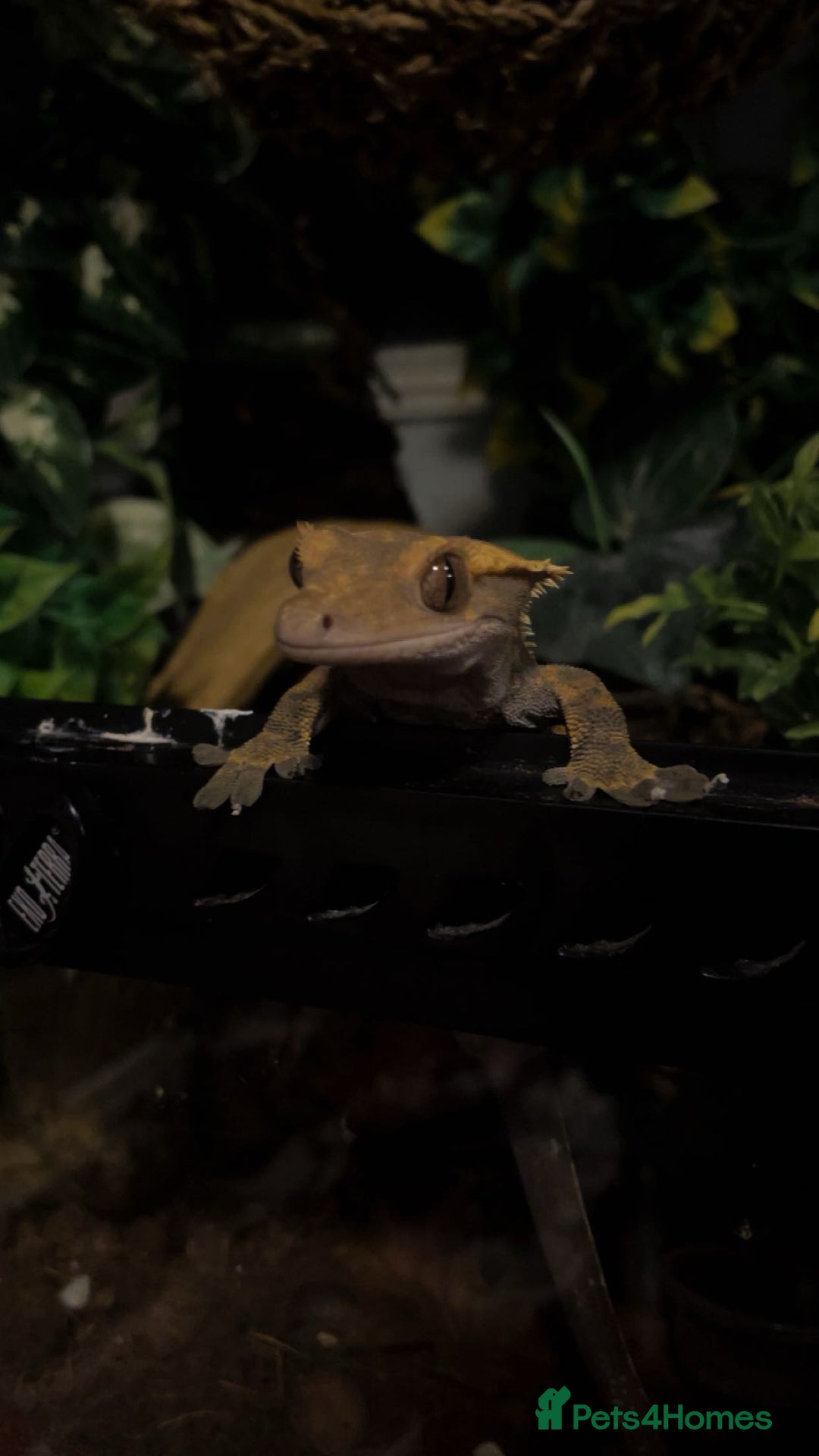 Gecko reptiles for sale: Created gecko  - Image 3