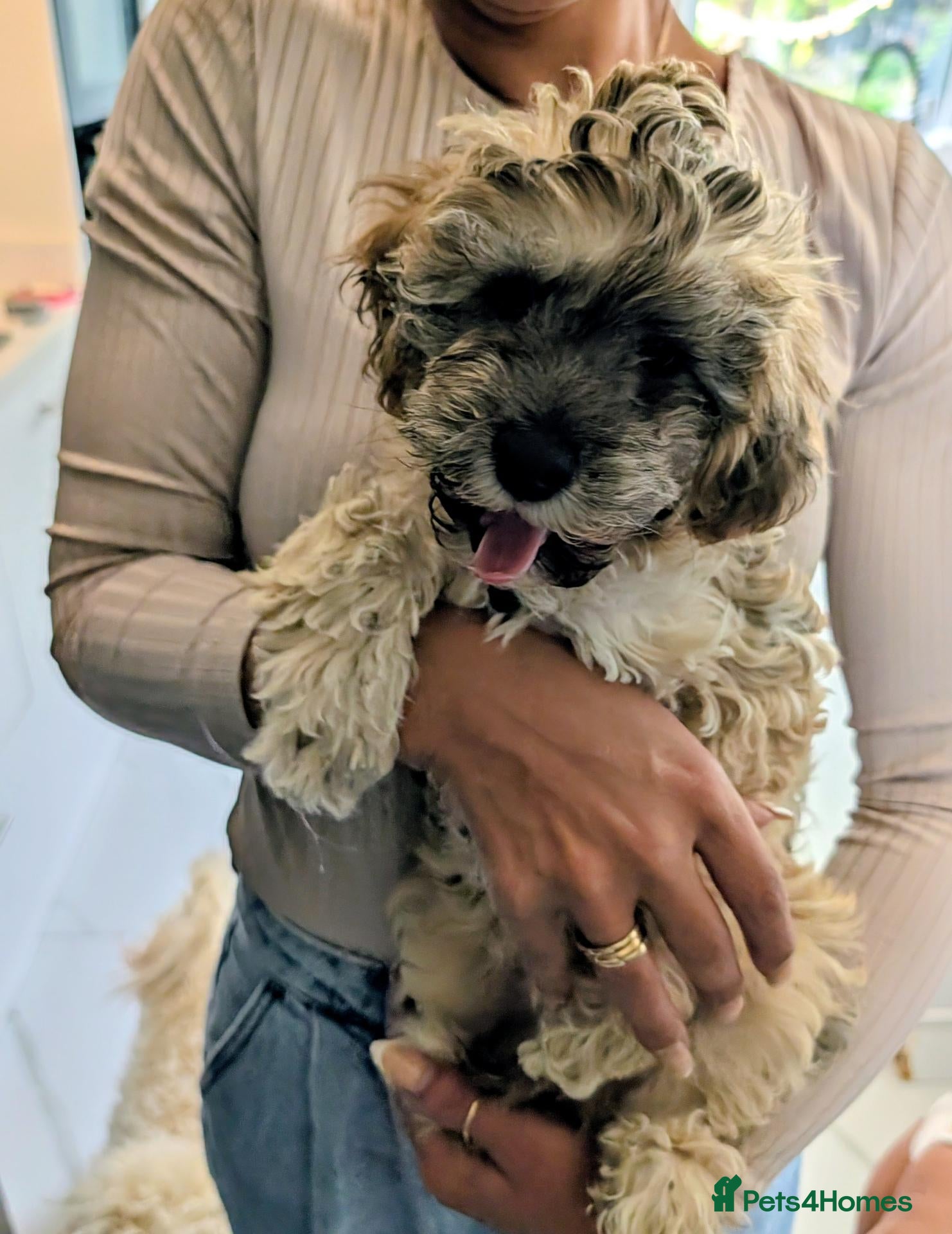 Cavapoochon dogs Beautiful Cavapoochon Puppy. Ready Now  - Advert 1