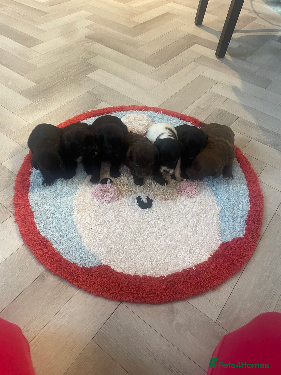 Cockapoo dogs for sale: Litter of beautiful cockapoo puppy’s  - Advert 1