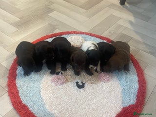 Cockapoo dogs Litter of beautiful cockapoo puppy’s - Advert 1