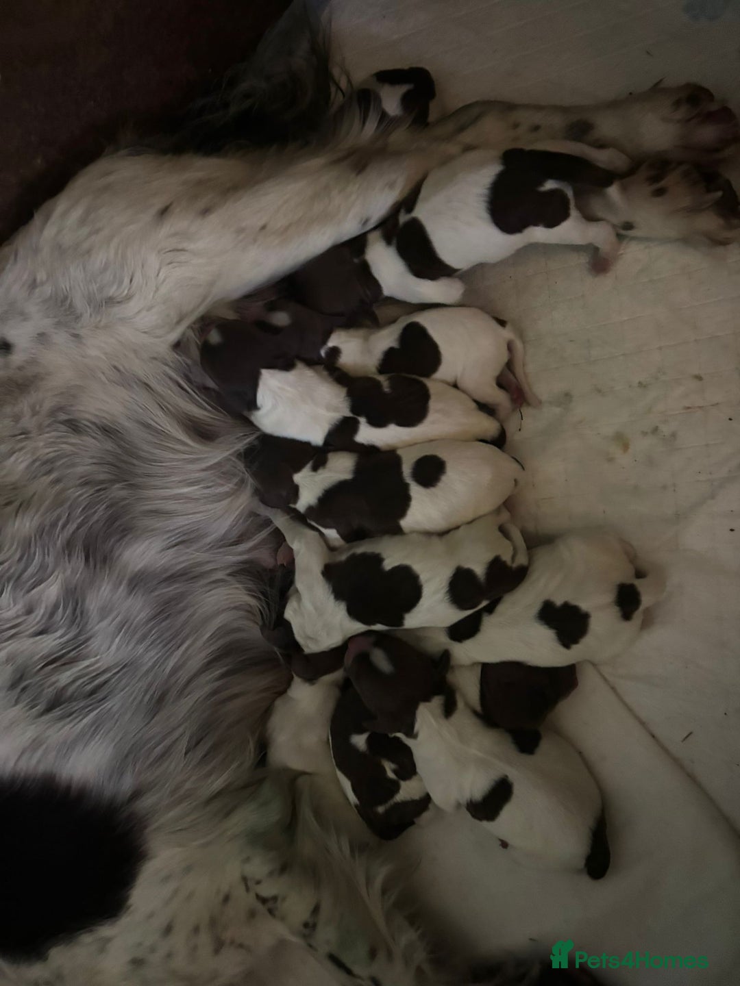 English Springer Spaniel dogs for sale: English Springer Spaniel Pups - Advert 1