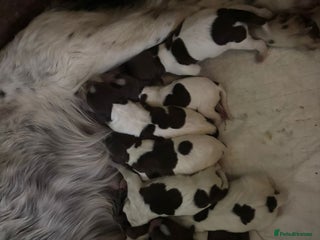 English Springer Spaniel dogs English Springer Spaniel Pups - Advert 1