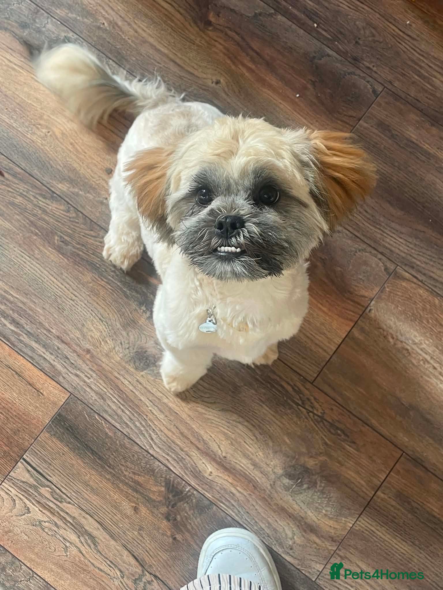 Shih Tzu dogs Beautiful Shih Tzu Looking for Her Forever Home - Advert 3