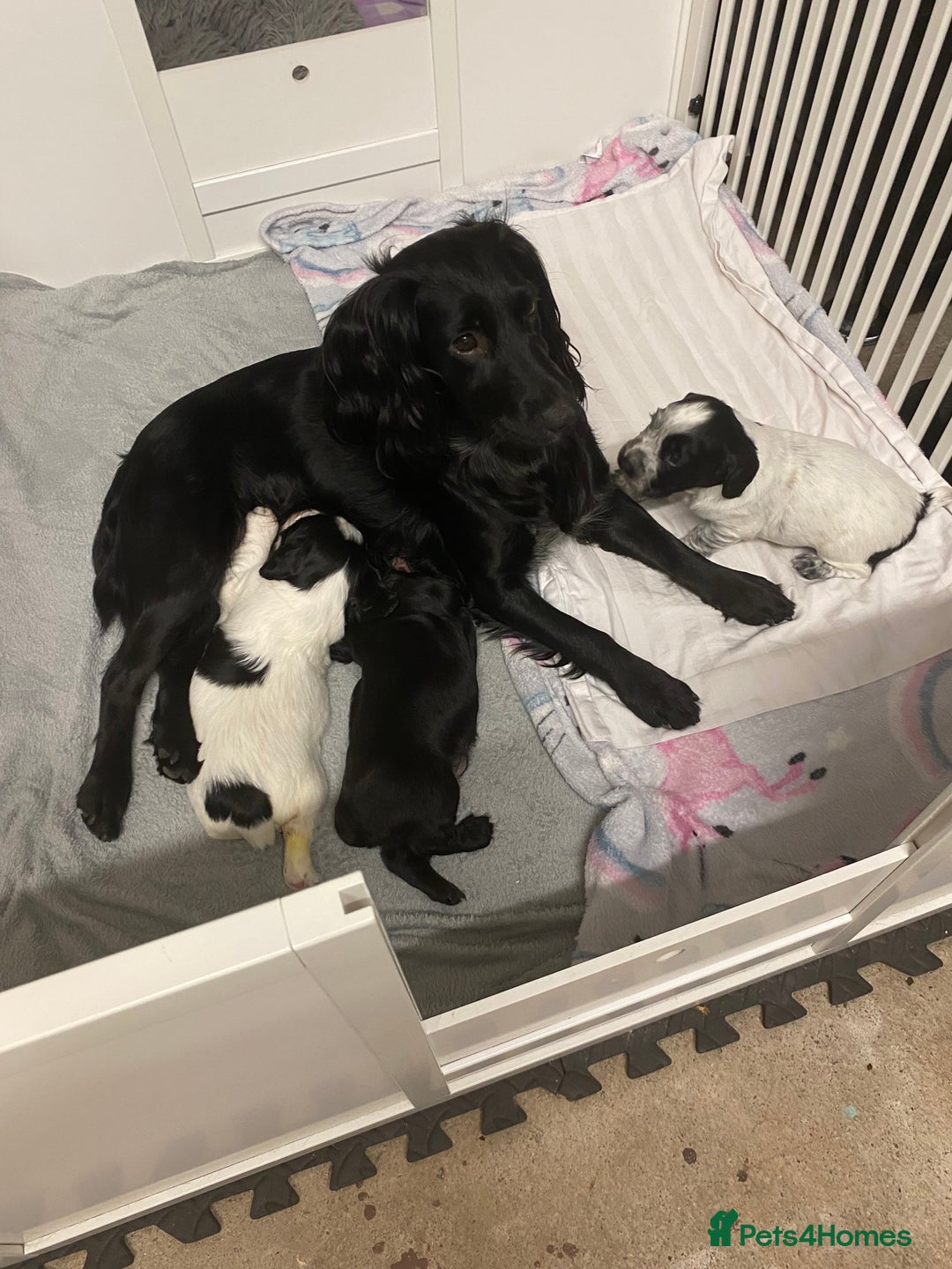 Cocker Spaniel dogs for sale: Working cocker spaniels - Image 2