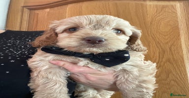 Cockapoo dogs  5 ⭐️ genetics F1b cockapoo apricot, chocolate - Advert 2